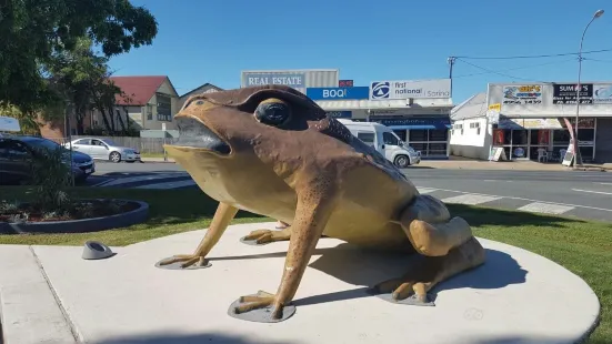 Sarina Big Cane Toad