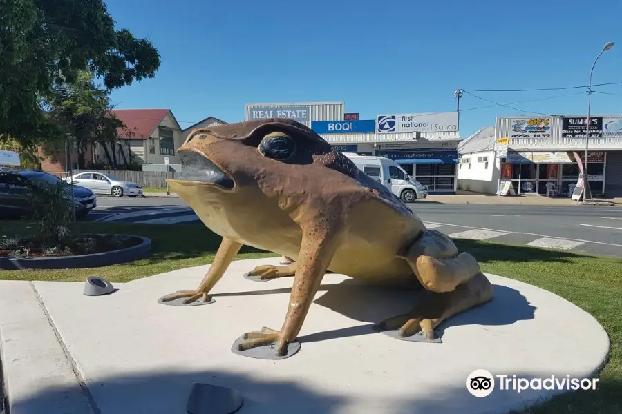 Sarina Big Cane Toad