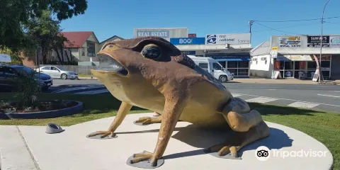 Big Cane Toad
