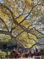 İnkaya Historical Plane Tree