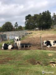 Homeland Creamery