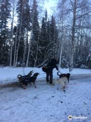 Nenana Sled Dog Adventures