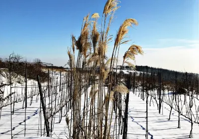 krakowski