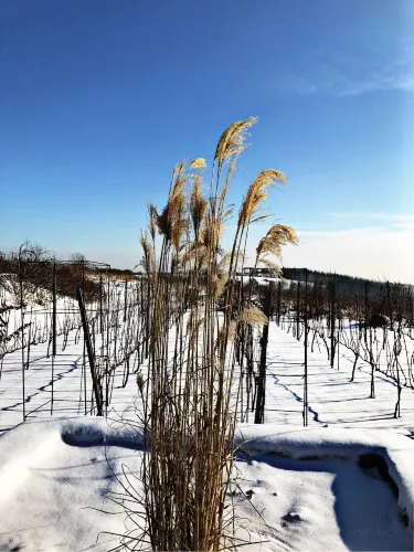 Krakowski