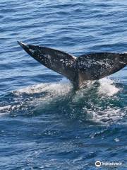 Oceanic Society - Half Moon Bay Gray Whale Watching