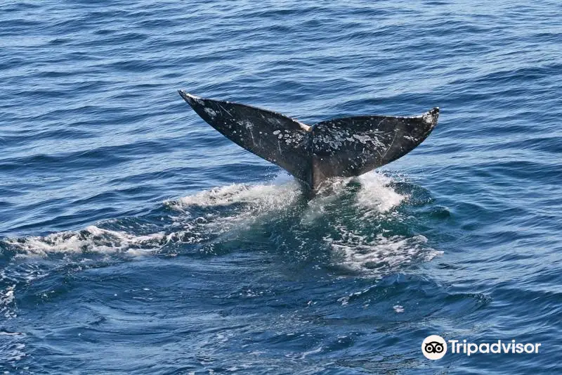 Oceanic Society - Half Moon Bay Gray Whale Watching