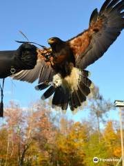 Green Mountain Falconry School