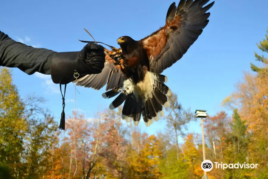 Green Mountain Falconry School