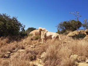 Love Lions Alive Sanctuary (Non-Profit Company)