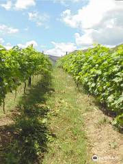 Bodegas y Viñedos Landsuá