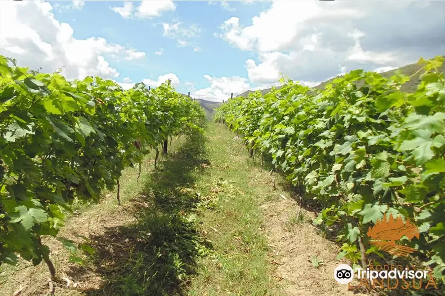 Bodegas Landsua