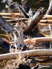 Emmons Pond Bog