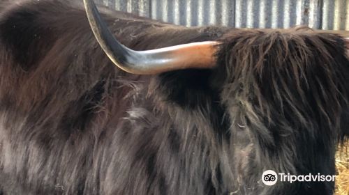 Aberdeenshire Highland Beef