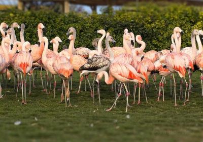 Seaview Wildlife Encounter