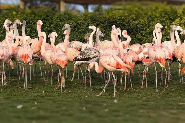 Hotels near Seaview Wildlife Encounter
