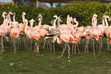 Seaview Wildlife Encounter