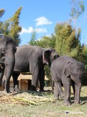 Karen Elephant Family