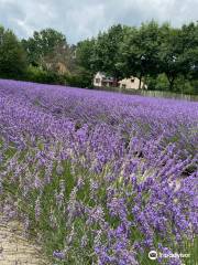 Limburg Lavendel