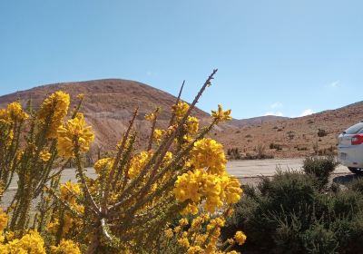 Desierto Florido