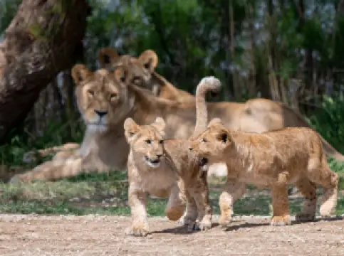 The Sigean African Reserve