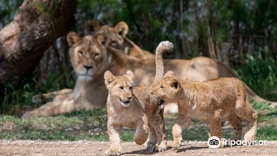 The Sigean African Reserve