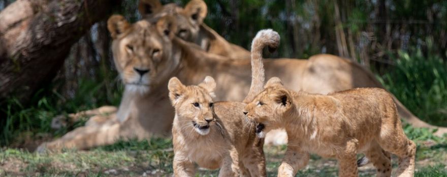 The Sigean African Reserve