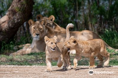 The Sigean African Reserve