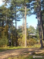 Asahikawa City Foreign Tree Species Sample Forest