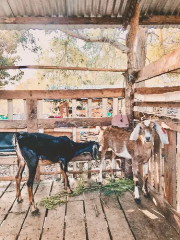 South Farm Panglao Bohol