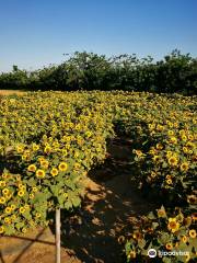 Sunflower-Maze Allied Botanical Corporation