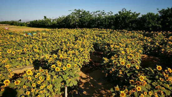 Sunflower-Maze Allied Botanical Corporation