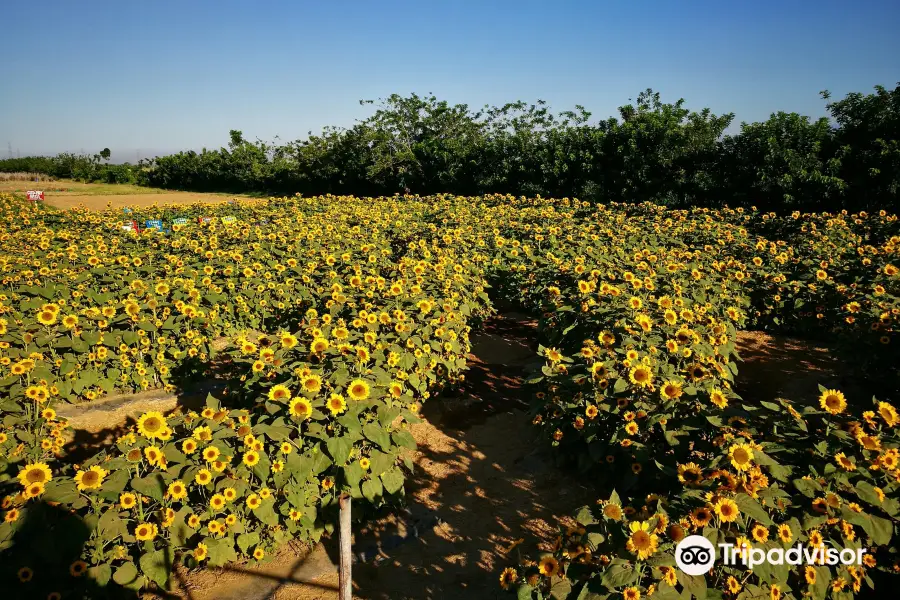 Sunflower-Maze Allied Botanical Corporation