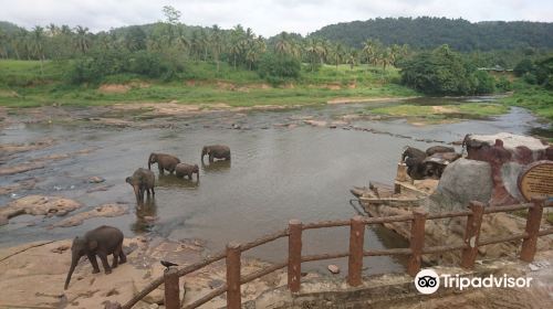 Pinnawala Jumbos