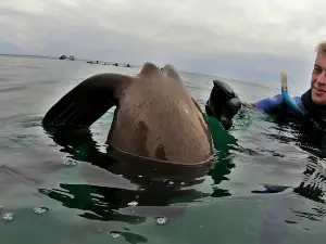 Madryn Buceo