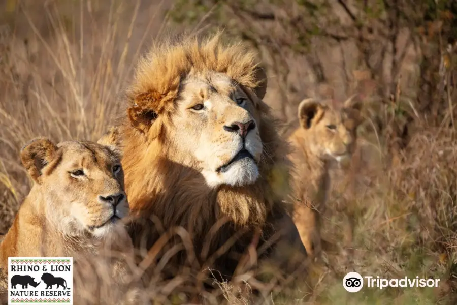 Bothongo Rhino & Lion Nature Reserve