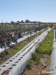 The Strawberry Pick