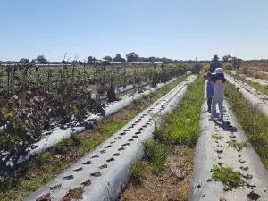 The Strawberry Pick