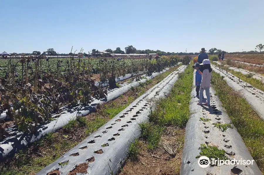 The Strawberry Pick