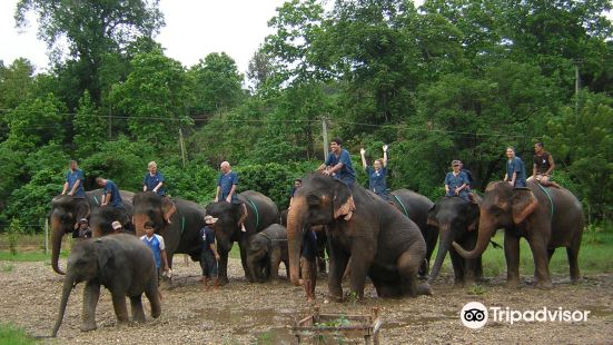 Magical Elephant Training