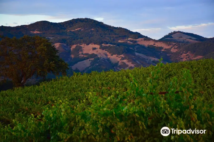 MacLeod Family Vineyard