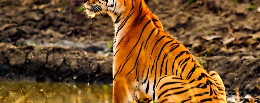 Pench Tiger Reserve