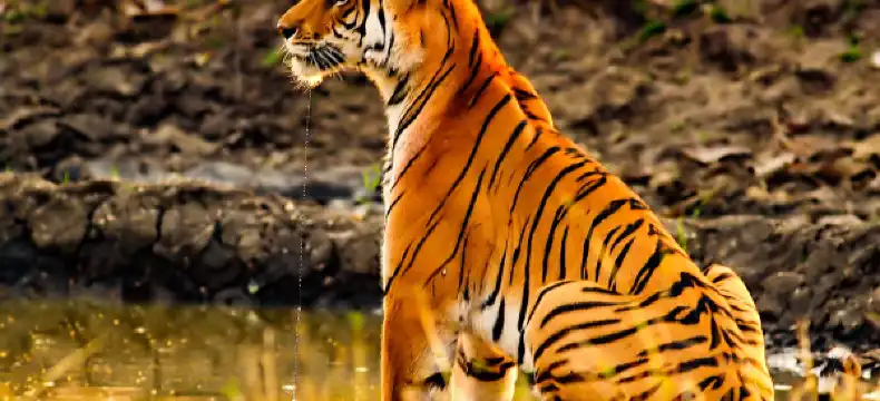 Kohka