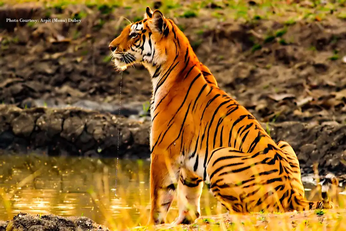 Hotels near Pench Tiger Reserve