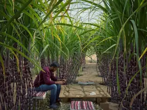 Albohayra Farm