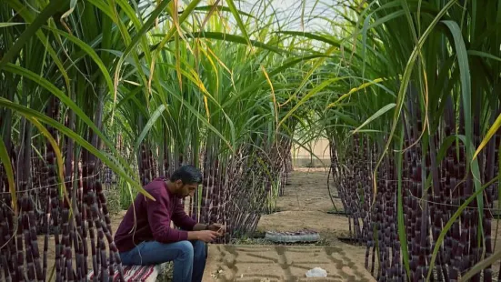 Albohayra Farm
