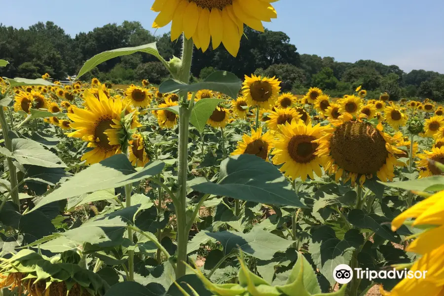 Dorothea Dix Park