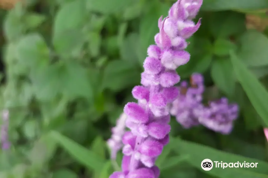 Wonju Herb Farm