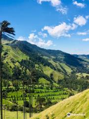 Bosques de Cocora