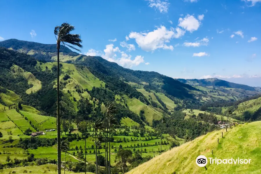 Bosques de Cocora