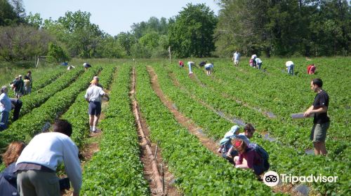 Chiles Peach Orchard and Farm Market